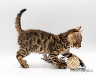Bengalkatzen Sachsen-Anhalt